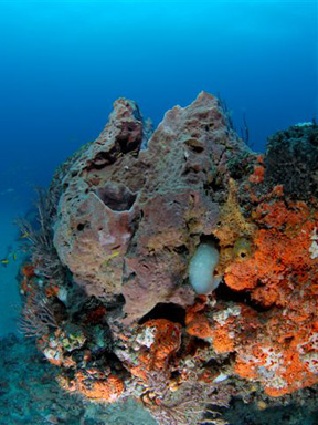 Dive With South Florida Diving Headquarters
